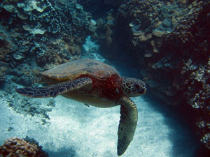 Volcano, scuba diving, snorkeling, green sea turtles, Dolphins, Seals, Whales, Fish, Octopus, Squid, Lobster, friendly sharks