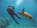 Maui Scuba with turtles