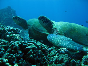 scuba diving, snorkeling, green sea turtles, Dolphins, Seals, Whales, Fish, Octopus, Squid, Lobster, friendly sharks
