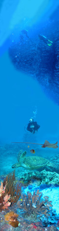 Diving Maui