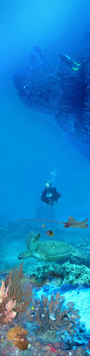 Scuba Diving on Maui, Maui Scuba Classes, Snorkeling Classes, Scuba Lessons, Diving Maui, Maui dive guides, Molokini charters, Lanai charters, lanai cathedrals, Molokini Back wall
